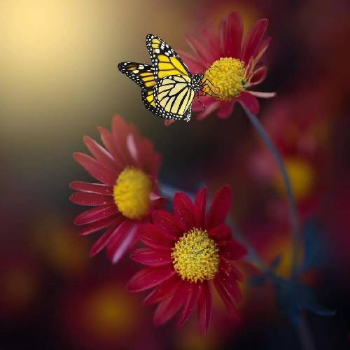 سلمان بدری یه روزی من بودمو یه رفیق جون جونی